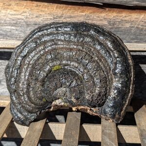 🍄Rare Artist’s Conk Bracket Fungus |  Nature Decor | Woodland Cottagec